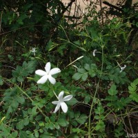 Jasminum grandiflorum L.